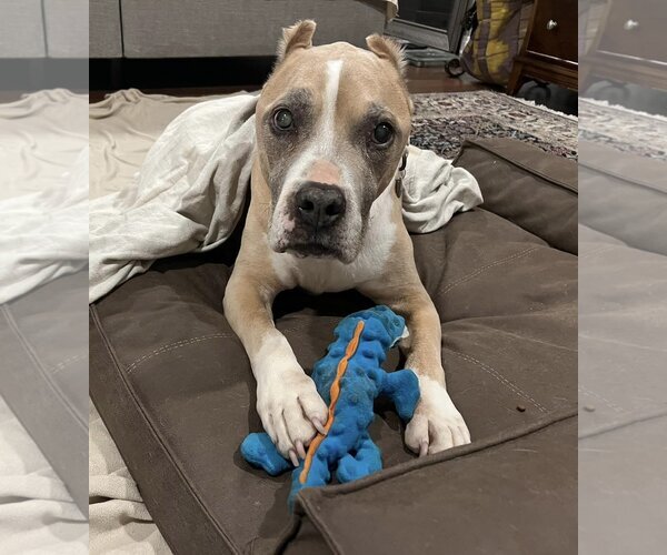 Medium Photo #3 American Pit Bull Terrier Puppy For Sale in  Ramona, CA, USA
