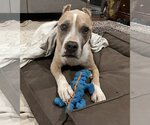 Small #2 American Pit Bull Terrier