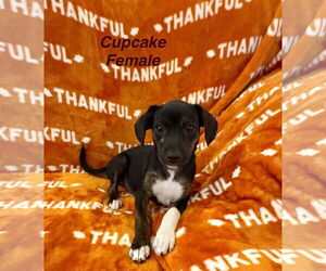 Chiweenie Dogs for adoption in Jackson Township, NJ, USA