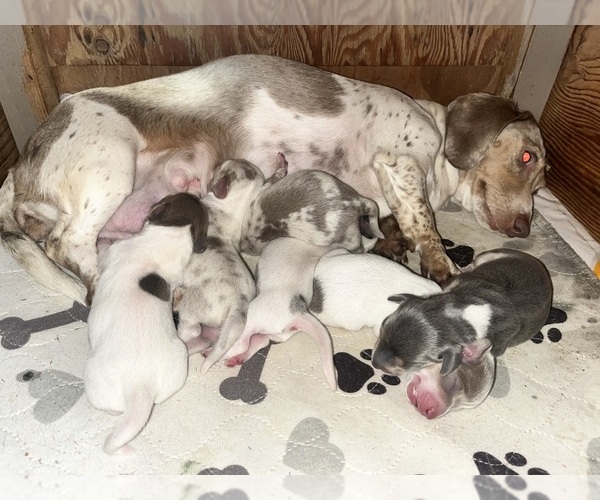 Medium Photo #45 Dachshund Puppy For Sale in LAKEBAY, WA, USA