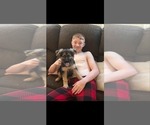 Small Photo #77 German Shepherd Dog Puppy For Sale in LA FAYETTE, NY, USA