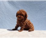 Small #7 Poodle (Toy)