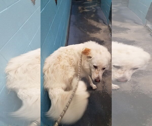 Medium Photo #27 Great Pyrenees-Unknown Mix Puppy For Sale in Houston, TX, USA