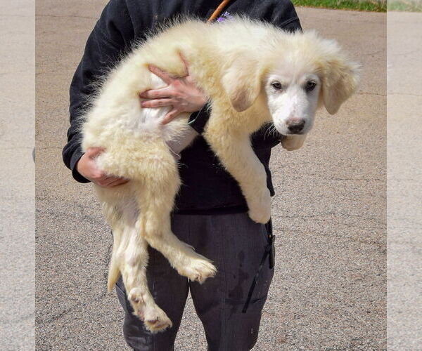 Medium Photo #2 Great Pyrenees Puppy For Sale in Huntley, IL, USA
