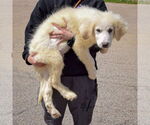 Small #1 Great Pyrenees