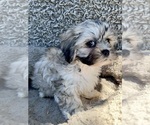 Small #4 Zuchon