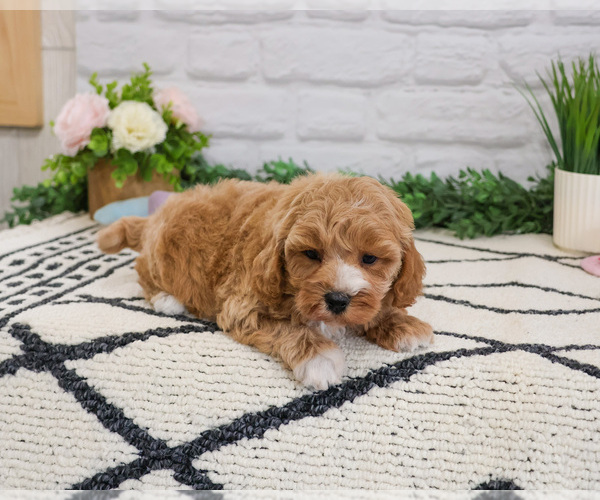 Medium Photo #4 Cavapoo (Miniature) Puppy For Sale in SYRACUSE, IN, USA