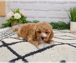 Small #3 Cavapoo (Miniature)