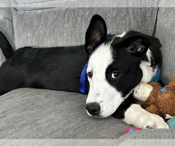 Medium Photo #3 Labrador Retriever-Unknown Mix Puppy For Sale in Clarkston, MI, USA