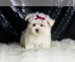 Small #5 Maltese