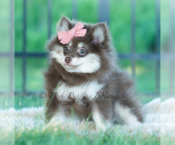 Medium Photo #9 Pomeranian Puppy For Sale in WARSAW, IN, USA