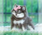 Small Photo #9 Pomeranian Puppy For Sale in WARSAW, IN, USA