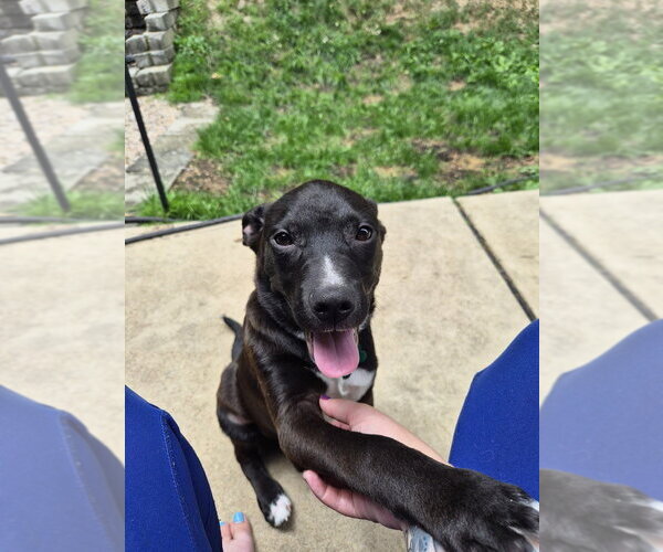 Medium Photo #10 Labrador Retriever-Unknown Mix Puppy For Sale in Springdale, PA, USA