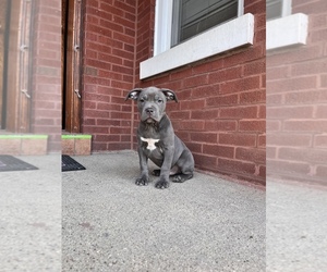 American Bully Dogs for adoption in CHICAGO, IL, USA