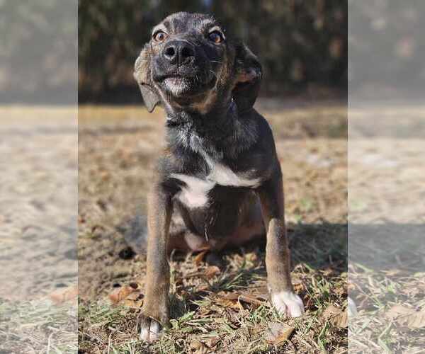 Medium Photo #9 Mutt Puppy For Sale in Wakefield, RI, USA