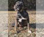 Small #8 Mutt