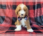 Small #3 Poodle (Miniature)