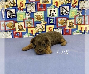 Yorkshire Terrier Puppy for sale in WINNSBORO, LA, USA