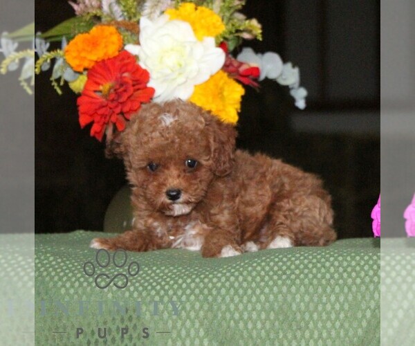Medium Photo #5 Poodle (Toy) Puppy For Sale in NORTH EAST, MD, USA