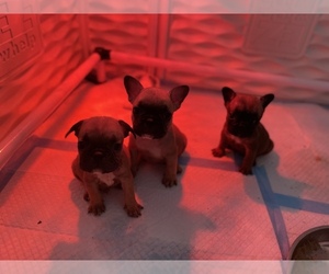 French Bulldog Puppy for sale in TAMPA, FL, USA