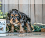 Small #2 Cocker Spaniel