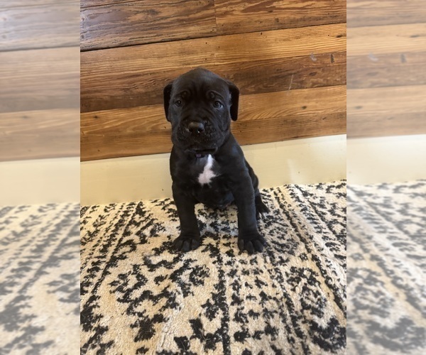 Medium Photo #35 Cane Corso Puppy For Sale in BARBOURSVILLE, VA, USA