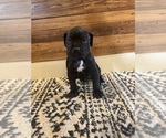 Small Photo #35 Cane Corso Puppy For Sale in BARBOURSVILLE, VA, USA