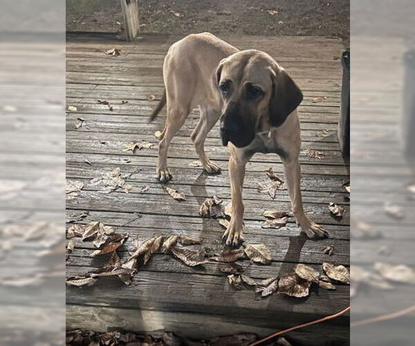 Medium Photo #16 Brazilian Mastiff-Great Dane Mix Puppy For Sale in Jasper, AL, USA