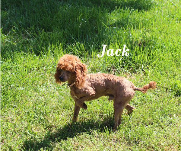 Medium Photo #18 Poodle (Toy) Puppy For Sale in CHANUTE, KS, USA