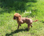 Small #17 Poodle (Toy)