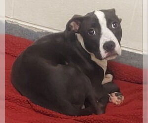 American Pit Bull Terrier Dogs for adoption in Glen Allen, VA, USA