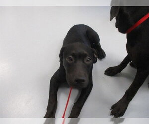 Labrador Retriever Dogs for adoption in Ocala, FL, USA