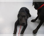 DILLY - Female Labrador Retriever Dog for Adoption - Small photo