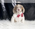 Small #3 Dachshund