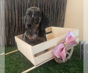 Dachshund Puppy for Sale in WEST HILLS, California USA