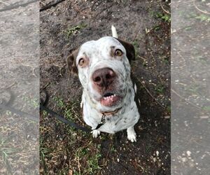 Hayden - Female American Pit Bull Terrier-Pointer Mix Dog for Adoption - Photo #30