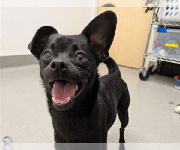 Medium Photo #1 Chihuahua Puppy For Sale in Redwood City, CA, USA