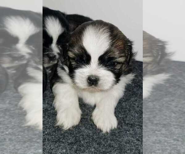 Medium Photo #3 Shih Tzu Puppy For Sale in O BRIEN, FL, USA