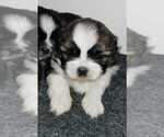 Small Photo #3 Shih Tzu Puppy For Sale in O BRIEN, FL, USA