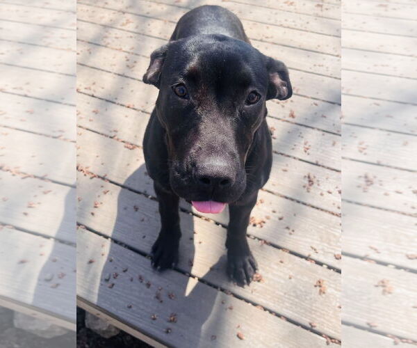 Medium Photo #16 Labrador Retriever-Unknown Mix Puppy For Sale in Princeton, MN, USA