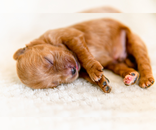Medium Photo #5 Goldendoodle Puppy For Sale in FREDERICA, DE, USA