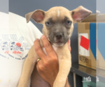 Small #4 Mutt