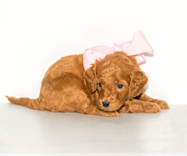 Medium Photo #1 Goldendoodle (Miniature) Puppy For Sale in LITTLE ROCK, AR, USA