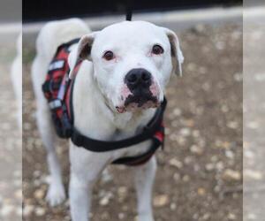 American Staffordshire Terrier-Unknown Mix Dogs for adoption in San Antonio, TX, USA
