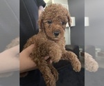 Puppy Puppy 1 Poodle (Miniature)
