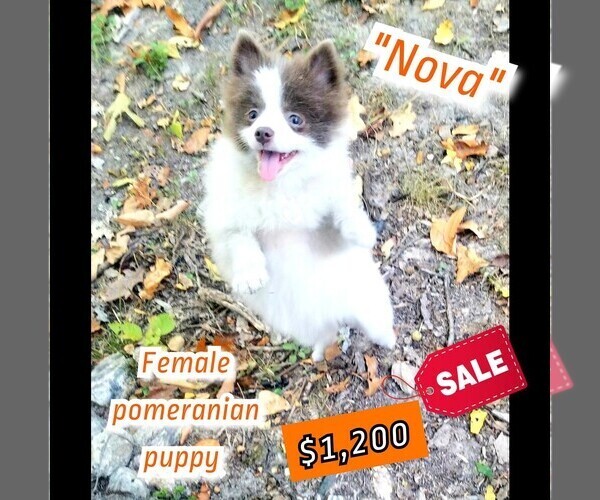 Medium Photo #1 Pomeranian Puppy For Sale in MOUNTAIN HOME, AR, USA