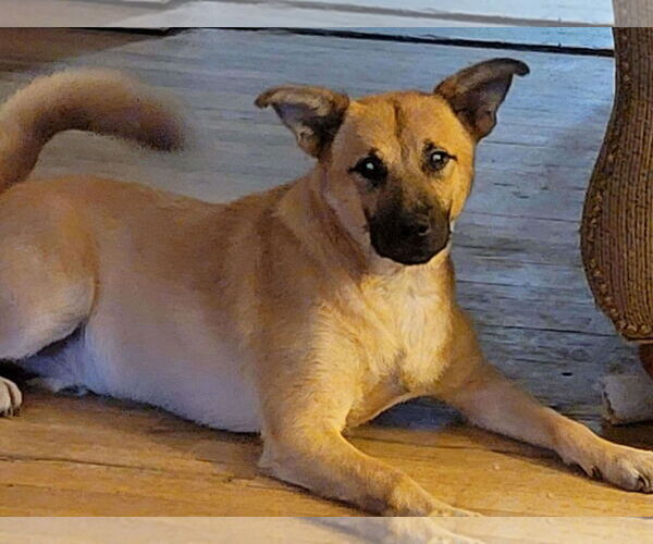 Medium Photo #3 Labrador Retriever Puppy For Sale in Poplar Bluff, MO, USA