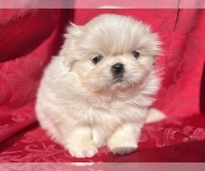 Pekingese Puppy for sale in MESQUITE, TX, USA