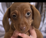 Small Dachshund