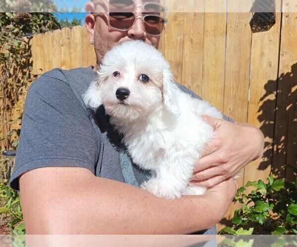 Medium Photo #10 Maltipoo Puppy For Sale in BRISTOL, PA, USA